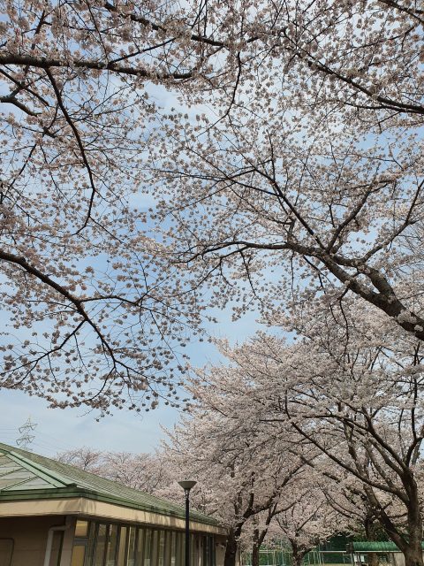 春日キャンパスの桜
